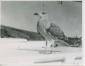 Image of Blackback Gull, young